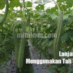 Model Lanjaran TALI PLASTIK dan BENANG untuk Tanaman GAMBAS (Oyong)