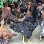 Tips Menyusun Formulasi Ransum PAKAN ORGANIK Ayam Kampung (Ayam Buras)