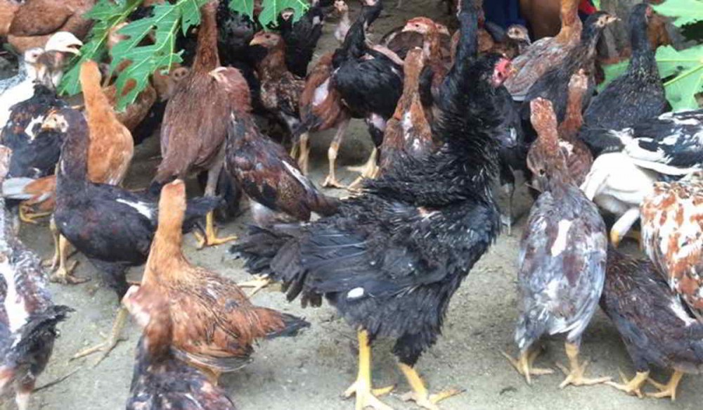 3 Langkah Menyusun FORMULASI RANSUM Pakan Ayam Kampung (Unggas) Petelur Berita pertanian mitalom
