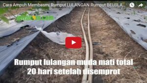 Cara Pengendalian RUMPUT BELULANG, Ampuh 100% Mati Total