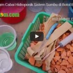 Video Tutorial Cara Menanam CABAI HIDROPONIK Sederhana di Botol Bekas