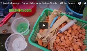 Video Tutorial Cara Menanam CABAI HIDROPONIK Sederhana di Botol Bekas