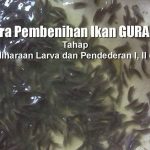 Cara Pembenihan IKAN GURAME (Tahap Pemeliharaan Larva dan Pendederan I, II dan III)