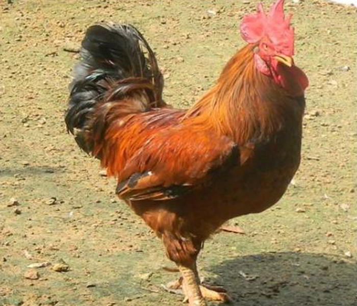 Klasifikasi Ayam, Anatomi dan Morfologi Ayam Serta Ciriciri Ternak