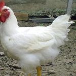 Klasifikasi, Morfologi dan Anatomi Ayam Serta Ciri-ciri Ternak Ayam