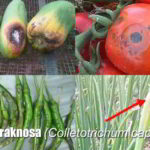 Klasifikasi Colletotrichum capsici (Siklus Hidup, Gejala Serangan dan Daur Penyakit Antraknosa)