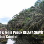 Cara Tepat Pemupukan KELAPA SAWIT di Lahan GAMBUT (Dosis, Jenis & Waktu Pemupukan)