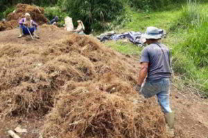Kandungan Kimia dan Nama Lain AKAR WANGI