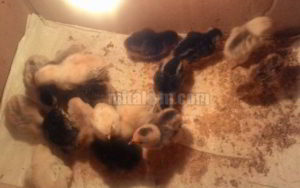 8 Cara Memelihara Anak Ayam Kampung agar Cepat Besar