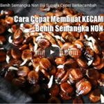 Video Cara Membuat Kecambah Benih Semangka Tanpa Biji (Semangka NON BIJI)