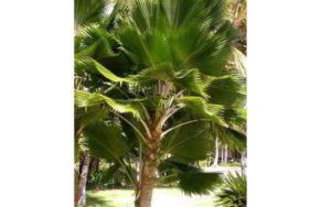 Gambar Tanaman Palem Dop