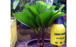 Gambar Palem Kol