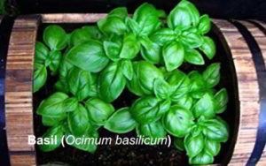 Daun Basil Adalah Daun Kemangi