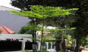 Tanaman Hias Ketapang Kencana