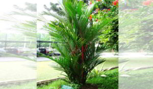 Tanaman Hias Palem Merah