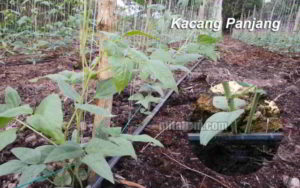 Contoh Sistem Irigasi Tetes pada Tanaman kacang Panjang