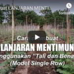 Video : Cara Praktis Membuat LANJARAN MENTIMUN Menggunakan Tali dan Benang