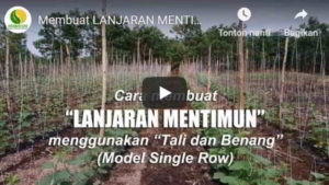 Vide Tutorial Cara Membuat Lanjaran Mentimun