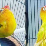 400 Kali Menang Lomba, LOVE BIRD Termahal di Indonesia di Tawar 2 Miliar