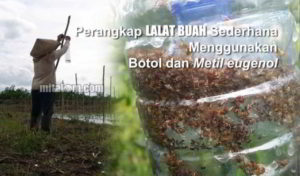 Perangkap Lalat Buah Metil Eugenol pada Tanaman Cabai