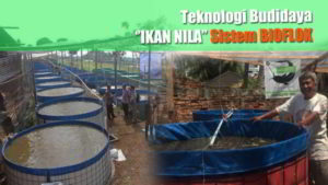 Teknik Budidaya Ikan Nila Sistem Bioflok