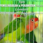 Tips Pemeliharaan & Perawatan Rutin LOVEBIRD, Jenis Pakan dan Penanganan Lovebird Mabung