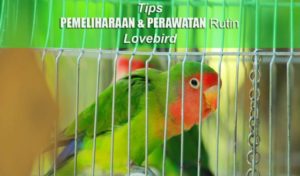 9+ Tips Perawatan LOVEBIRD Biar Gacor