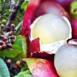 Inilah 9+ Manfaat Khasiat BUAH MATOA, Buah Langka dari Papua dengan Segudang Rasa