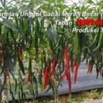 CARVI AGRIHORTI – Varietas Cabai Merah Unggul TAHAN VIRUS GEMINI, Tahan Thrips dan Produksi Tinggi