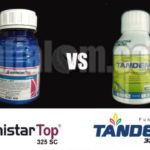 Amistartop VS Tandem, Mana yang Lebih Unggul?