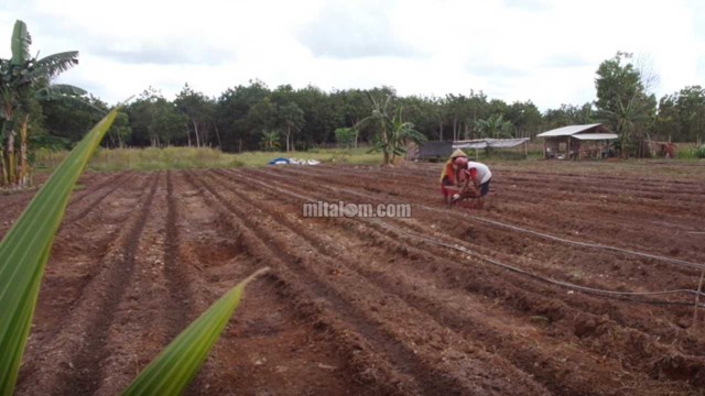 Penaburan pupuk dasar tanaman tomat dimusim hujan (Foto : mitalom.com) Dosis, Jenis Pupuk dan Cara Pemberian PUPUK DASAR Tanaman Tomat Dimusim Hujan