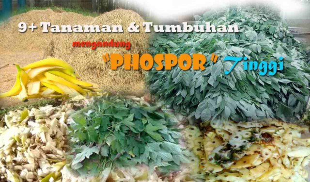 Kandungan fosfor paling banyak terdapat pada tanaman
