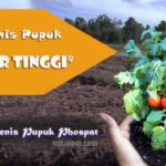 Jenis-jenis PUPUK Tinggi PHOSPAT (Fosfor) Lengkap dengan Manfaatnya