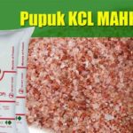 Pupuk KCL Mahkota Asli : 9+ Manfaat dan Kandungan Pupuk KCL untuk Berbagai Jenis Tanaman