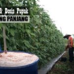 Pupuk KACANG PANJANG, Murah Kualitas Bagus !! Jenis & Dosis Pupuk Dasar dan Susulan Kacang Panjang