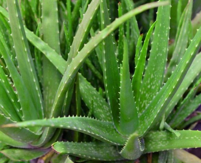 Aloe vera barbadensis 500 mg para que sirve