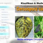 Klasifikasi Morfologi C. capsici