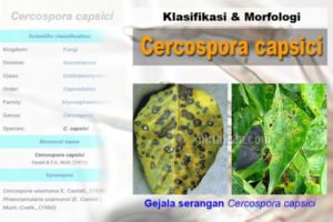 Klasifikasi Morfologi C. capsici