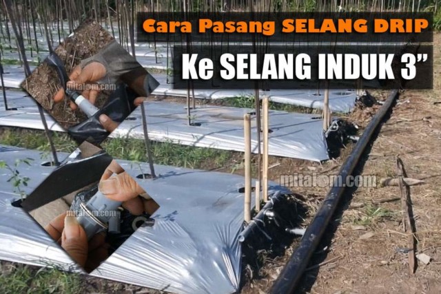 Cara pasang selang drip ke selang induk 3"/mitalom.com Cara Pasang Selang Drip : Cara Melubangi Selang Induk 3″ untuk Pasang Shok Drat Drip Irigasi