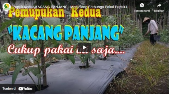  Video Pemupukan Kedua Kacang Panjang Lengkap Dengan Dosis dan Jenis Pupuk